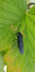 Phymatocera aterrima