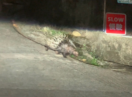 Hystrix brachyura observed 2026-10-15