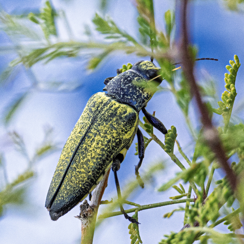 Gyascutus caelatus