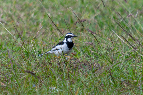 iNaturalist image