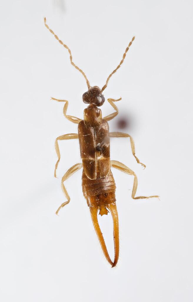 Irdex pilosus