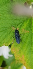 Phymatocera aterrima