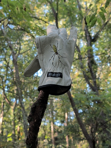 Joro Spider