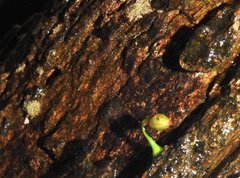 Dendrotrophe varians