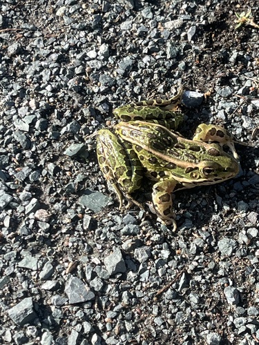 Northern Leopard Frog