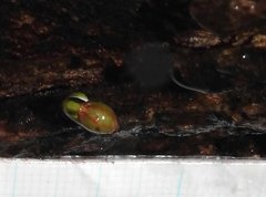 Dendrotrophe varians