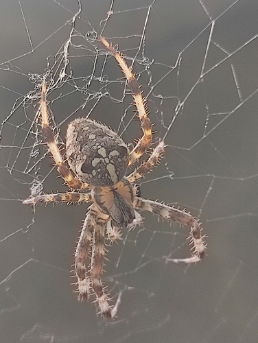 Cross Orbweaver