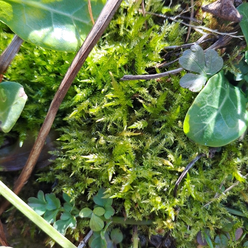 Pointed Spear-moss