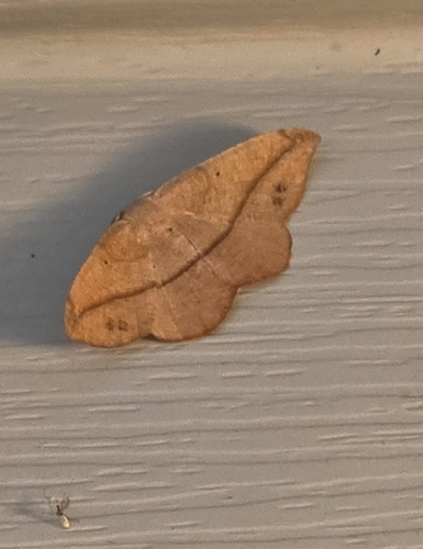Juniper Geometer Moth