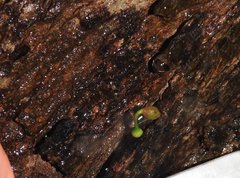 Dendrotrophe varians