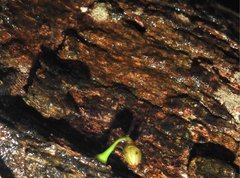 Dendrotrophe varians