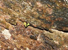 Dendrotrophe varians