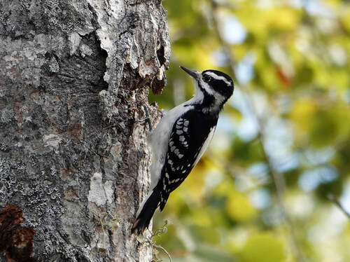 Hairy Woodpecker