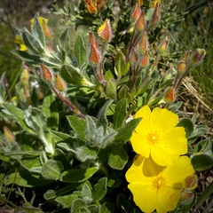 Cistus lasianthus