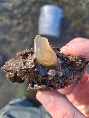 Ciona intestinalis observed 2026-10-15