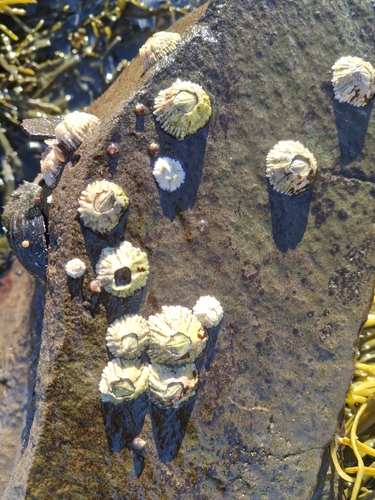 Semibalanus balanoides observed 2026-10-15