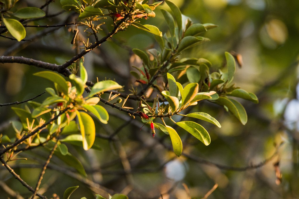 Taxillus pseudochinensis