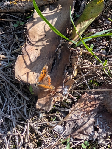 Small Copper