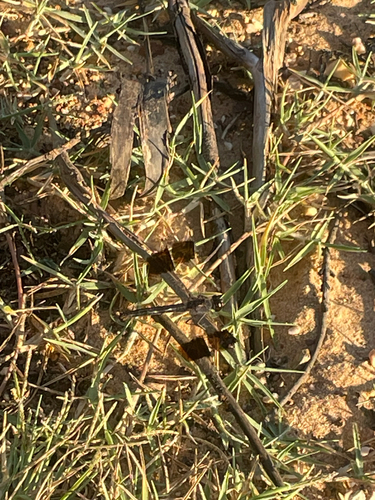 Northern Banded Groundling