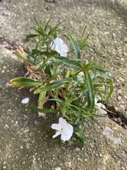 Dianthus chinensis × barbatus
