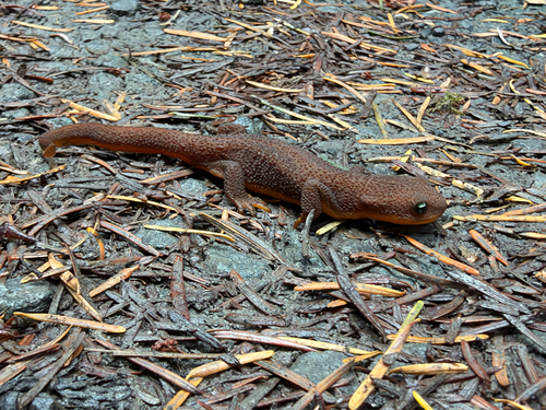 Rough-skinned Newt observed by lydiawalton