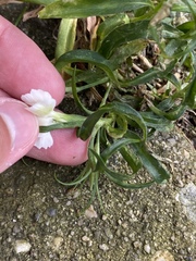 Dianthus chinensis × barbatus