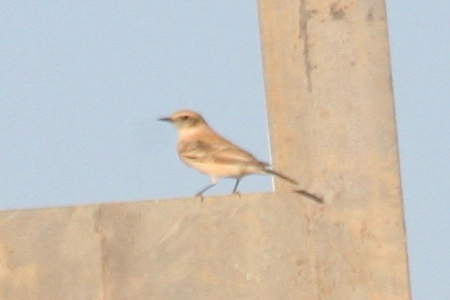 Western Black-eared Wheatear
