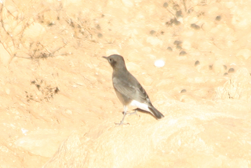Black Wheatear