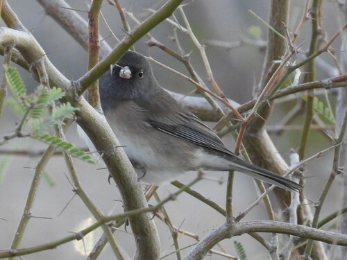 Dark-eyed Junco