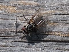 Anthomyia procellaris