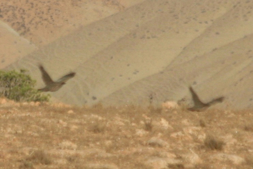 Barbary Partridge