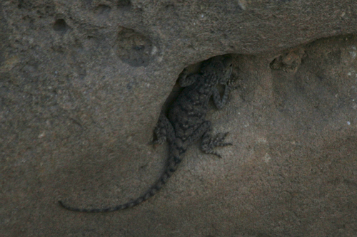 Bibron's Agama