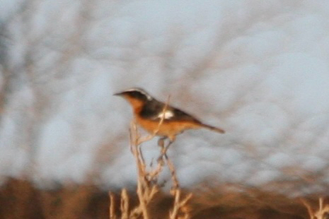 Moussier's Redstart