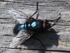 Protophormia terraenovae