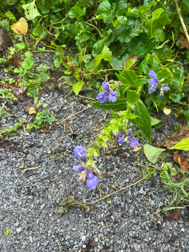 great blue lobelia
