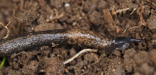 Tandonia budapestensis observed 2026-10-15