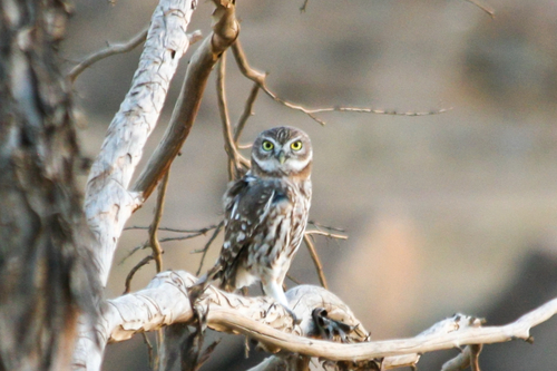 Little Owl