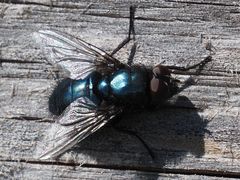 Protophormia terraenovae