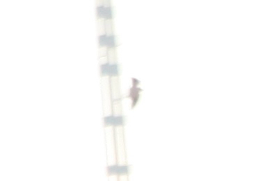 Eurasian Kestrel