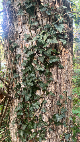 common ivy
