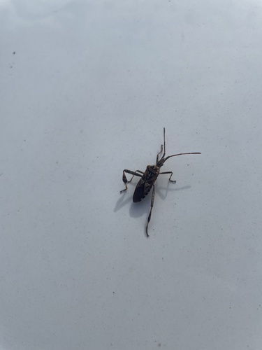Western Conifer Seed Bug