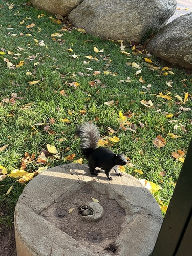 Abert's Squirrel observed by manitouparksandrec1