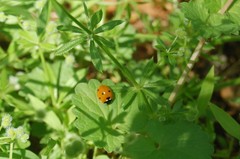 Coccinella septempunctata