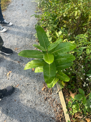 common milkweed