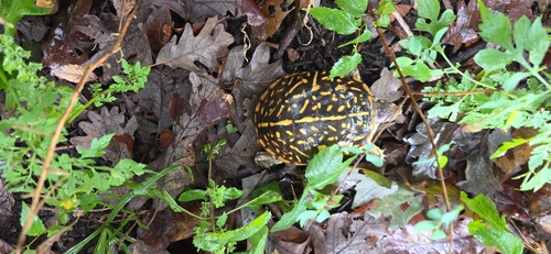 Ornate Box Turtle observed by behumbled