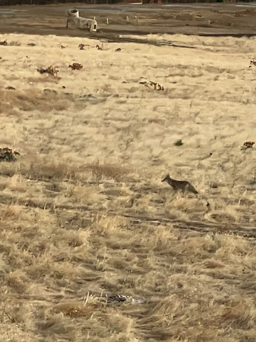 Coyote