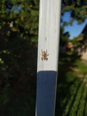 Menemerus bivittatus