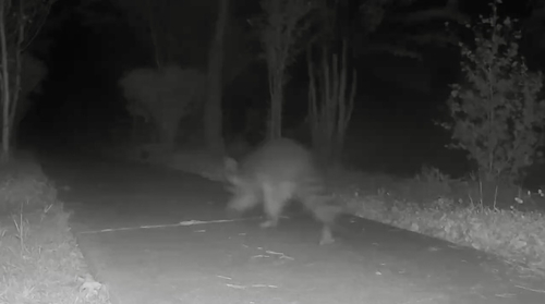 Common Raccoon