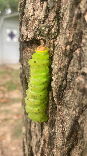 Polyphemus Moth