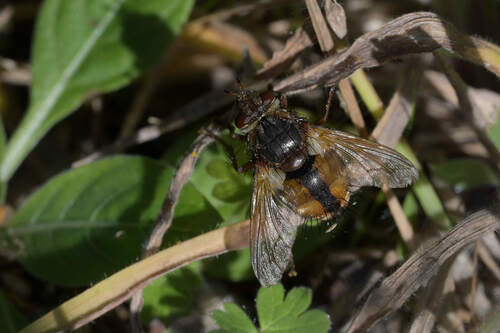 Common Tachinid